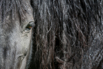 Eye of a black horse, lit by the sun. Focus on the eyelashes