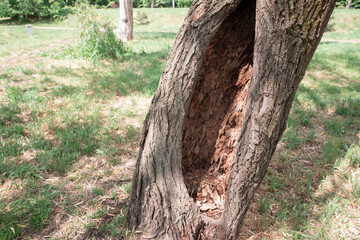 Tree trunk with hollow black hole.