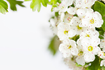 Apple tree blossom. Spring flower on white background.
