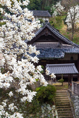 階段のある和風建築の前で咲く木蓮