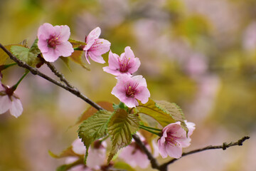 濃いピンクの桜