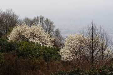 満開の木蓮の花と霞む市街地