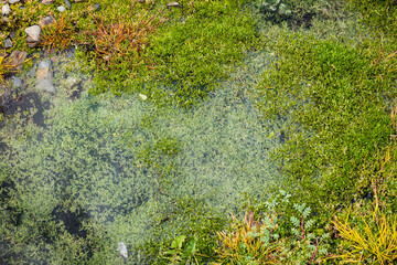 mossy clear pool, Grytviken, South Georgia