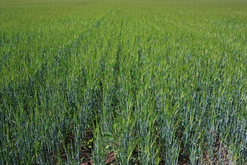 Field of green ears of wheat