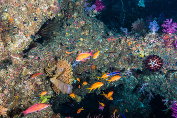 カラフルな魚の群れが泳ぐ人工魚礁の内部。三重県尾鷲市