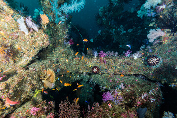 Fototapeta na wymiar カラフルな魚の群れが泳ぐ人工魚礁の内部。三重県尾鷲市