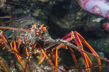 イセエビ、Panulirus japonicus (von Siebold, 1824)、クローズアップ、正面