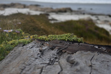 green moss on the stone