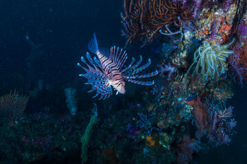 人工魚礁を優雅に泳ぐミノカサゴ、Pterois lunulata Temminck & Schlegel, 1843、三重県尾鷲市