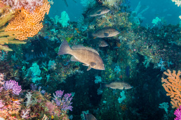 Fototapeta na wymiar オオモンハタ、 Epinephelus areolatus (Forsskål, 1775)と人工魚礁。三重県尾鷲市 