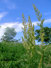 Spikelets of meadow bluegrass closeup on a background of spring-summer greenery, vertical. Poa pratensis young green grass on a background of blue sky and grassland