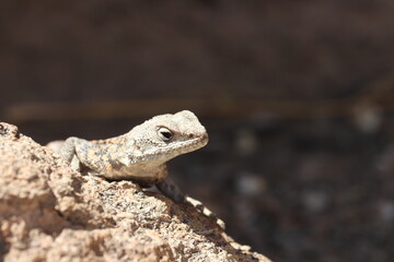 Mountain lizard in leh,ladakh.