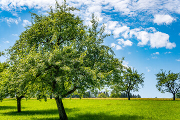 Fantastic hiking on northern Lake Constance
