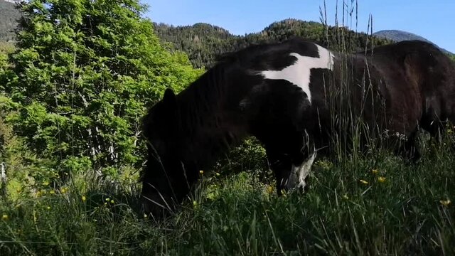 Poney