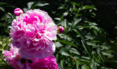 pink peon on a bush in the garden