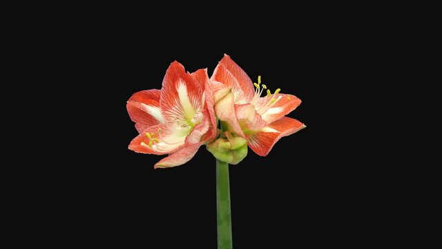 Time-lapse of opening Minerva amaryllis flower 4b4 in 4K PNG+ format with ALPHA transparency channel isolated on black background
