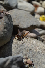 cricket on the rock