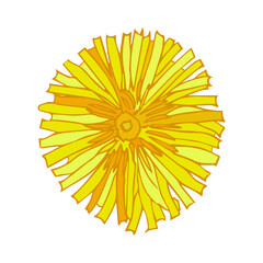open yellow dandelion flower on a white background
