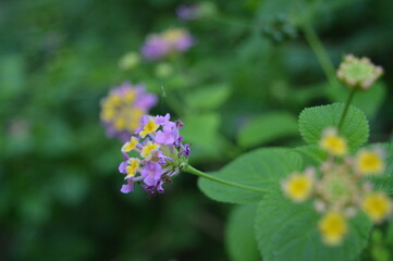 Lantana camara