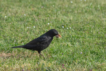 blackbird eating a caterpillar in the meadow