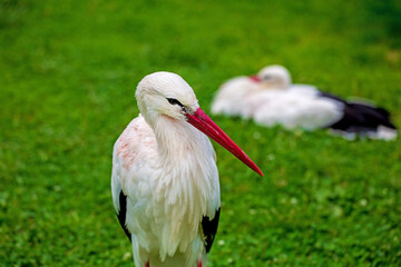 Storch - Wiese - Detail