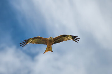 milan royal in flight