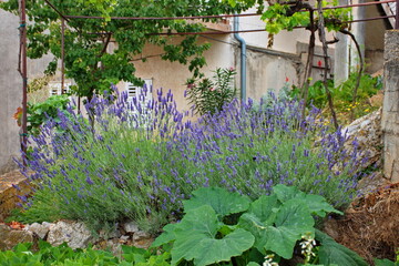 Lavender in blooming growing in garden