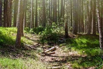 Sunbeams cast through trees in pine forest. Enchanting scenery of natural lighting of sun and nature. Travel concept