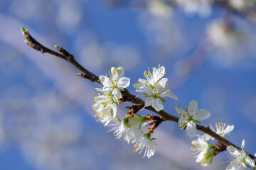 plum blossom on blue sky