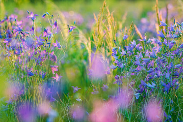 summer filed with nice flowers