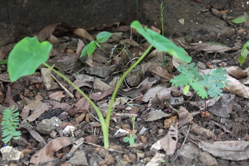 small green lizard