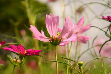 Pink petals of Cosmos flower blooming in garden