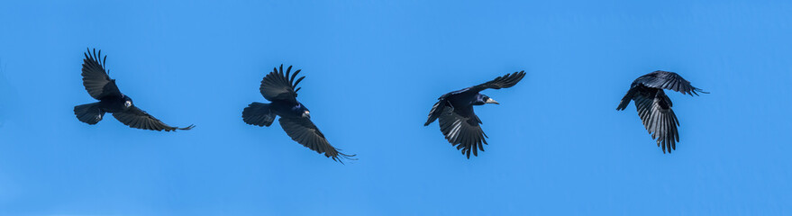 rook crow in flight against blue sky