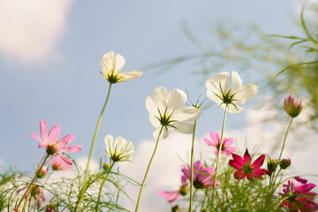 White petals of Cosmos flower blooming in garden