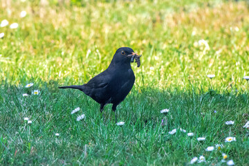 blackbird eating a caterpillar in the meadow