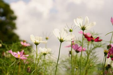 White and pink petals of Cosmos flower blooming in garden