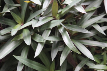 late green leaf