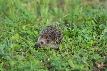 Hedgehog in green grass on natural blurred background.