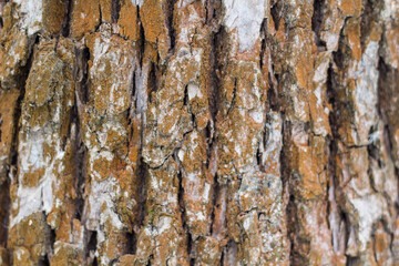 Brown tree bark texture in nature outdoor