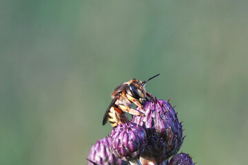 Blattschneiderbiene auf einer Blume