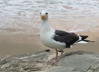 Laguna Beach Seagulls