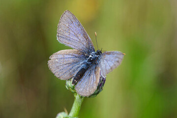 Nahansicht eines Schmetterlings - Bläuling
