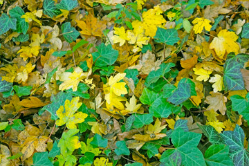 Texture of green and yellow Ivy's leaves on the ground