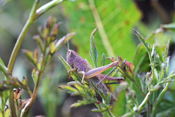 Nahansicht eines pink gelben Grashüpfers