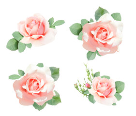 Set of rose with pink flowers and green leaf