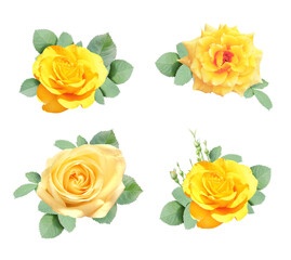 Set of rose with yellow flowers and green leaf