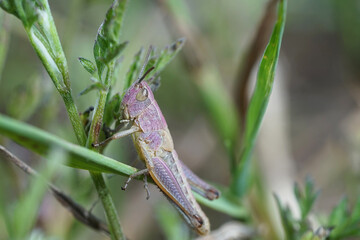 Nahansicht eines pink gelben Grashüpfers