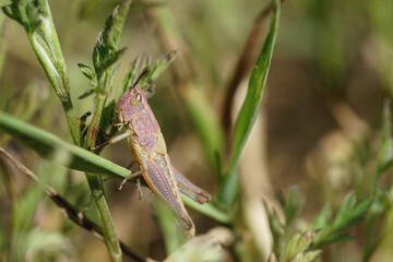 Nahansicht eines pink gelben Grashüpfers