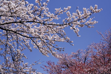 日本の満開の桜