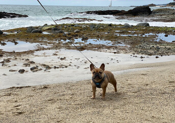 Pacific Beach dog